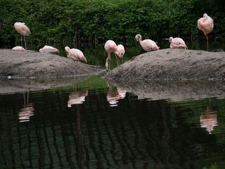 Bronx Zoo - Tierpark der Superlative