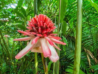 Karibische Gartentraeume auf Guadeloupe