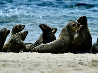 Überlebenskampf der Wildtiere