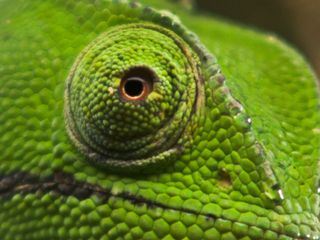 Die seltsamen Seiten der Natur