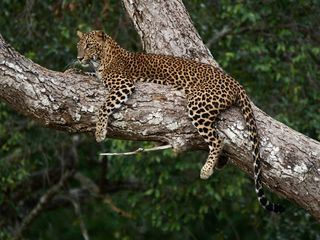 Sri Lanka - Die Monsun-Insel