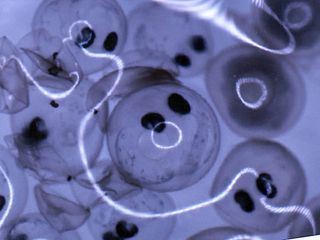 NaturNah: Der Stint NaturNah: Der Stint