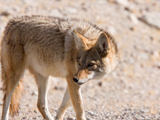 Der Wilde Westen