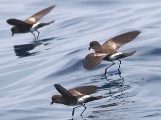 Den Sturmschwalben hinterher