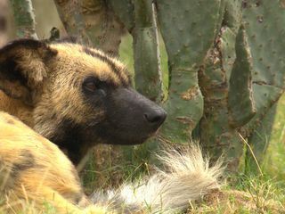 Das Waisenhaus fuer wilde Tiere