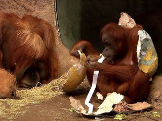 Elefant, Tiger & Co.