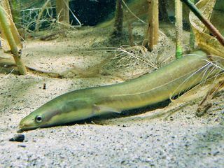 Woerthersee - Buehne fuer Tier und Mensch