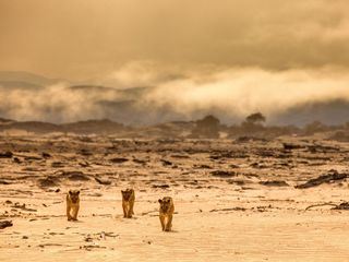 Die Wuestenloewen der Namib - Aufbruch und Wiederkehr