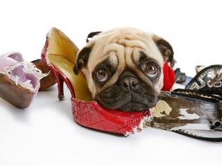 Sitz, Platz, Aus! Tierische Nervensaegen