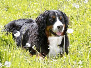 Loewenzaehnchen - Eine Schnueffelnase auf Entdeckungstour