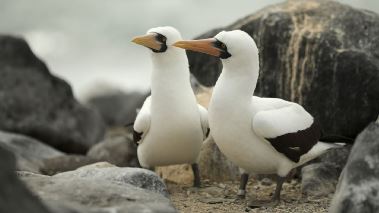 Sydamerikas vilda hav