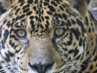 Big Five Suedamerika