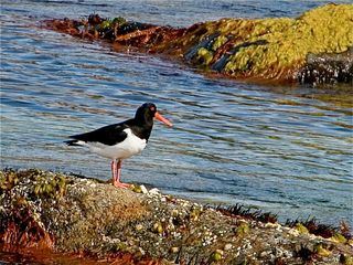 Der Flug des Seeadlers