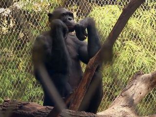 Giraffe, Erdmaennchen & Co.