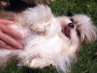 Das grosse Hunde-ABC: Best Of