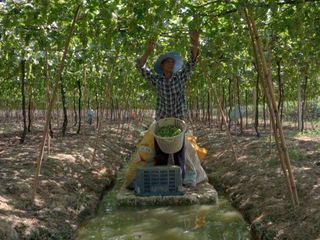 Die wunderbare Welt der Weine