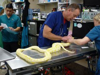 Tierarzt Dr. Jeff - Der Rocky Mountain Doc