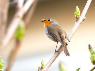 Gefiederte Nachbarn - Die bunte Welt der Gartenvoegel Gefiederte Nachbarn - Die bunte Welt der Gartenvoegel