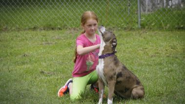 Pitbulls auf Bewaehrung