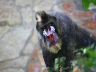 Zoogefluester Zoogefluester