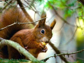 Unsere Eichhoernchen