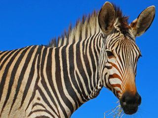 Giraffe, Erdmaennchen & Co.