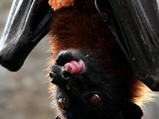 Bronx Zoo - Tierpark der Superlative