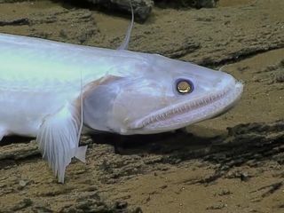 Segreti nel ghiaccio