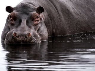 Afrikas wilde Tierwelt