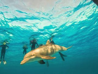 Deadly Mission Shark - Rettet die Haie