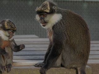 Monkey Life