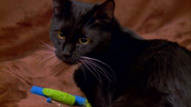 Der Katzenfluesterer