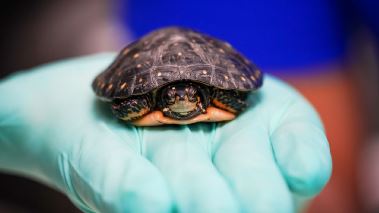 Tierarzt Dr. Jeff - Der Rocky Mountain Doc