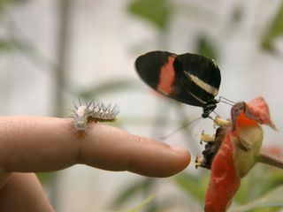 Schmetterlinge!!! - Superhelden der Natur
