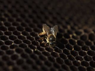 Die geheimnisvolle Welt der Bienen