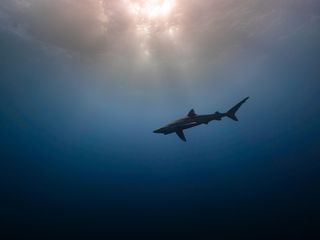 Alla scoperta del mostro marino