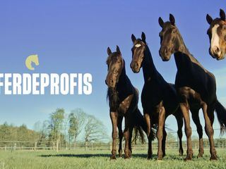 Die Pferdeprofis