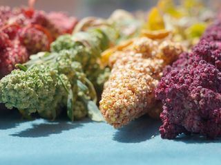 Quinoa - Genuss mit Beigeschmack