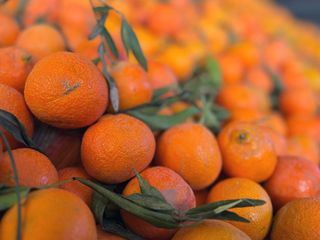 Die Welt der Zitrusfruechte