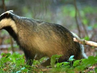 Dachse - Unsere unbekannten Nachbarn