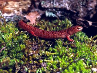 Wilde Appalachen - Die Berge der Cherokee