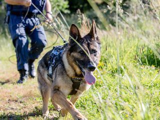 Hunde im Einsatz