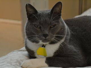 Der Katzenfluesterer