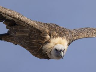 Kroatiens wilde Kueste - Unter Geiern und Braunbaeren