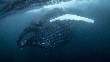 Atlantens moerka vatten