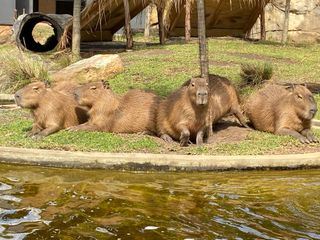 Taronga Zoo Hautnah