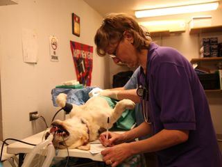 Dr. Dee: Tieraerztin in Alaska