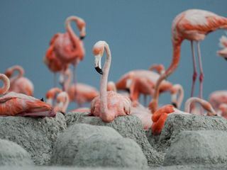 Mexikos magische Tierwanderungen
