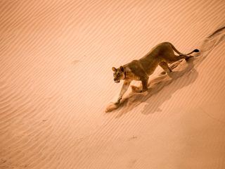 Die Wuestenloewen der Namib - Aufbruch und Wiederkehr