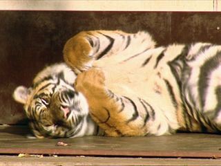 Eisbaer, Affe & Co.